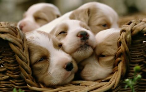cute_puppies.jpg