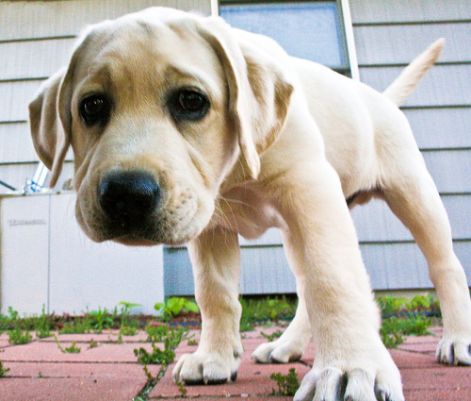 puppy.jpg